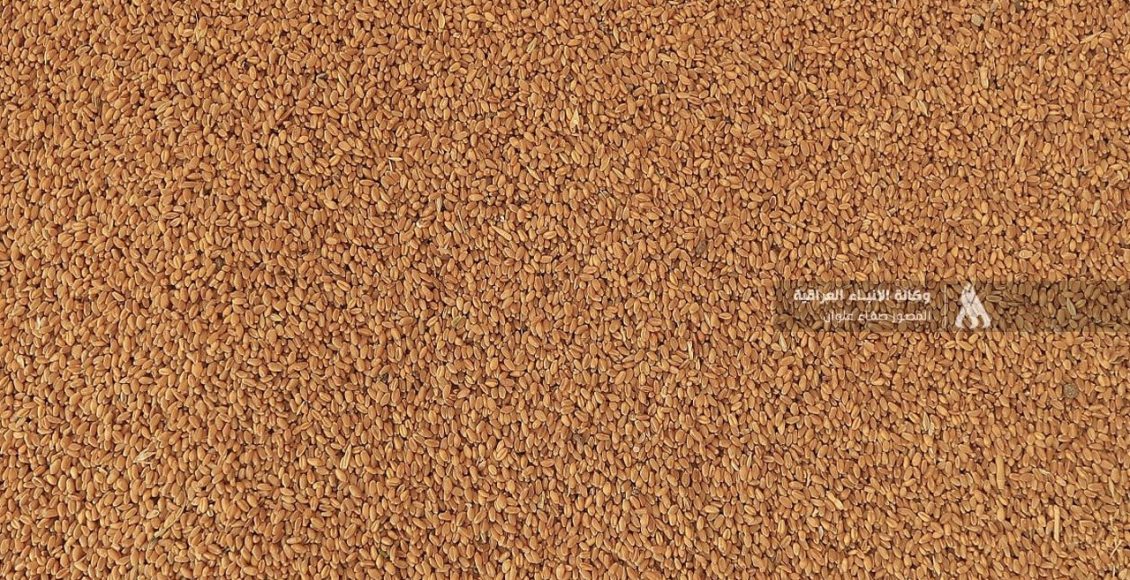 تجارة الأنبار: تسلم 120 ألف طن من الحبوب