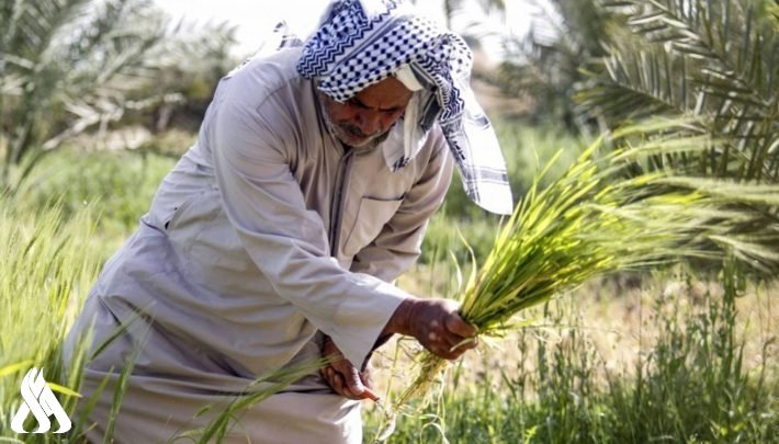 الزراعة: توجه للسماح بزيادة مساحات زراعة الشلب في 3 محافظات